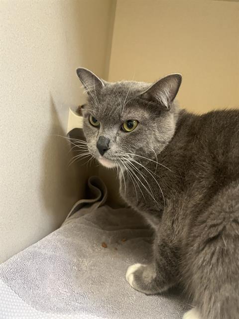 adoptable Cat in Denver, CO named BUTTONS