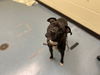 adoptable Dog in Denver, CO named DIOR