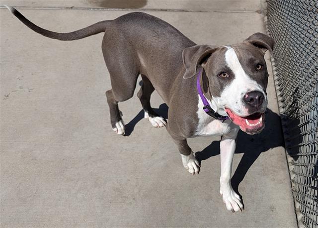 adoptable Dog in Denver, CO named APOLLO