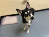 adoptable Dog in , CO named JO JO