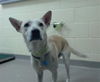 adoptable Dog in  named EURYDICE