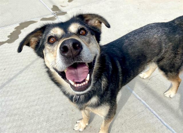 adoptable Dog in Denver, CO named PEACH