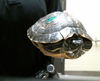 adoptable Turtle in  named SHELLBERT