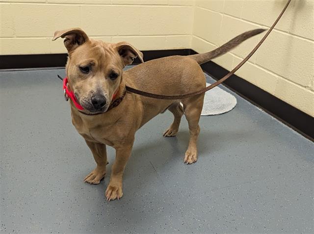 adoptable Dog in Denver, CO named FLOWER POWER