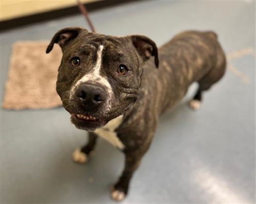 picture of the dog needing adoption