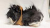 adoptable Guinea Pig in  named COCO BEAN