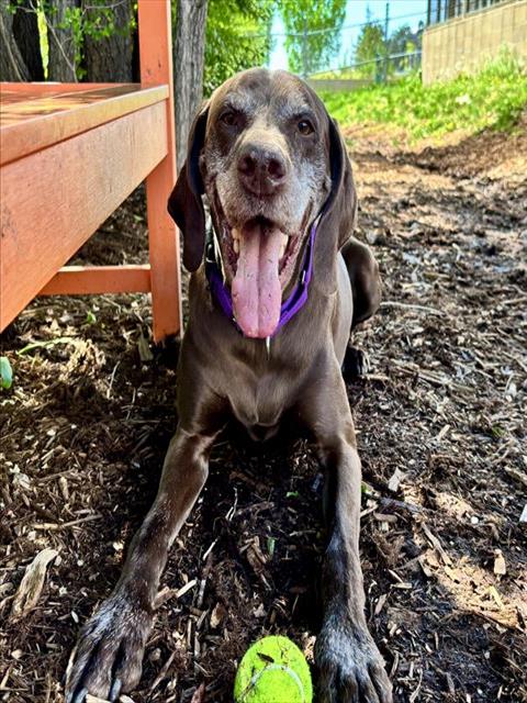 picture of the dog needing adoption