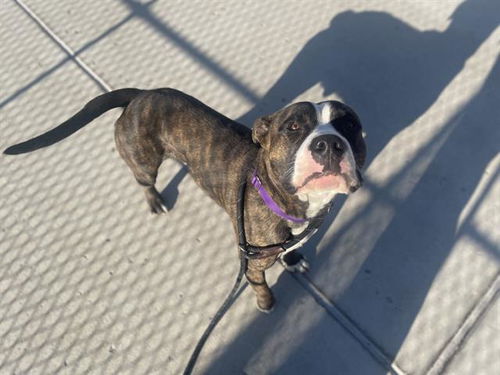 picture of the dog needing adoption