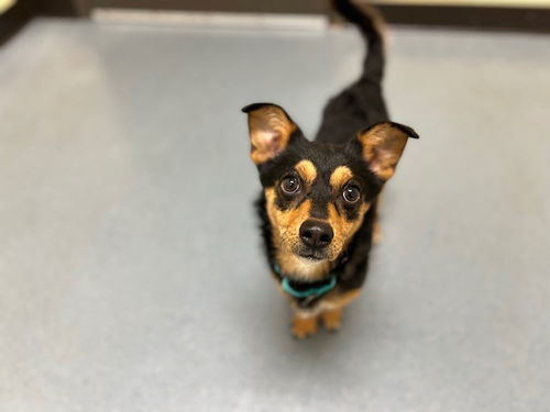 picture of the dog needing adoption