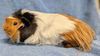 adoptable Guinea Pig in  named BUDDY
