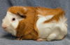 adoptable Guinea Pig in  named BEAR