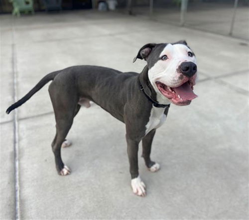 picture of the dog needing adoption