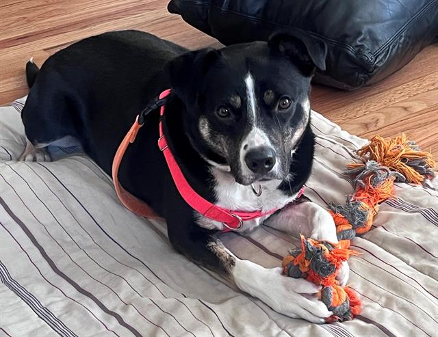 adoptable Dog in Denver, CO named SOLUS