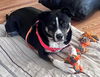 adoptable Dog in  named SOLUS