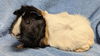 adoptable Guinea Pig in  named RACCOON