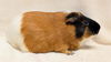 adoptable Guinea Pig in  named BLACKY