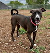 adoptable Dog in  named KING