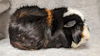 adoptable Guinea Pig in  named STAR