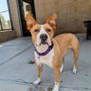 adoptable Dog in  named TERRACOTTA