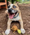 adoptable Dog in  named CASH