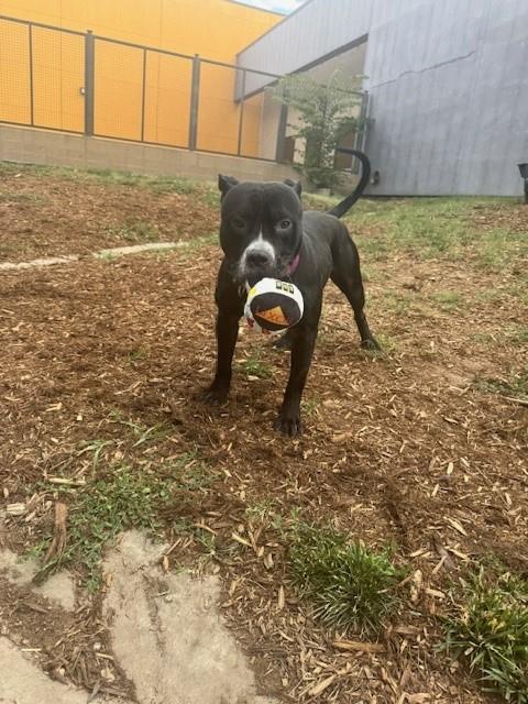 adoptable Dog in Denver, CO named DRIFTWOOD