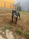 adoptable Dog in  named DRIFTWOOD