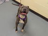 adoptable Dog in  named MARY WINCHESTER
