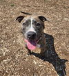 adoptable Dog in  named MILK DUD