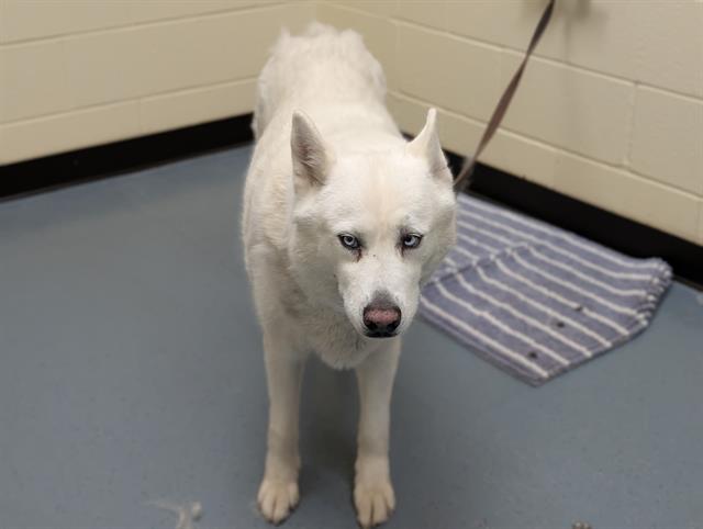 adoptable Dog in Denver, CO named SKY