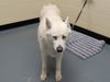 adoptable Dog in  named SKY