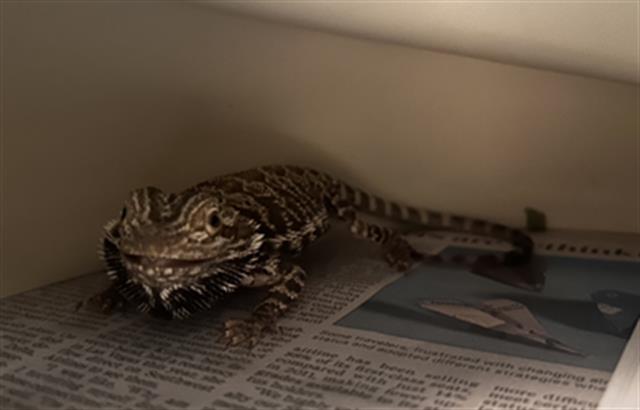 adoptable Lizard in Denver, CO named BUDDY
