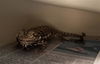 adoptable Lizard in  named BUDDY