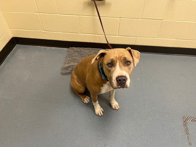 adoptable Dog in Denver, CO named LUNA