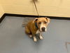 adoptable Dog in  named LUNA