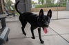 adoptable Dog in  named SYNTH