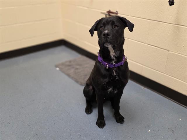 adoptable Dog in Denver, CO named CYBERPUNK