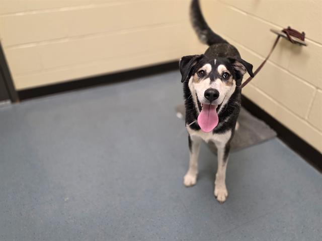 adoptable Dog in Denver, CO named BANKSY