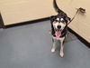 adoptable Dog in  named BANKSY