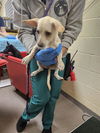 adoptable Dog in  named VAN