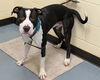 adoptable Dog in  named RUSS