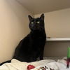 adoptable Cat in Denver, CO named MISSY