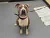adoptable Dog in Denver, CO named CIRCUT