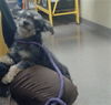 adoptable Dog in Denver, CO named CASTIEL