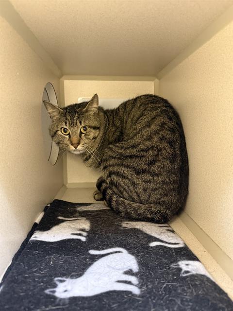 adoptable Cat in Denver, CO named CHEEKS