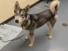 adoptable Dog in Denver, CO named BYTE
