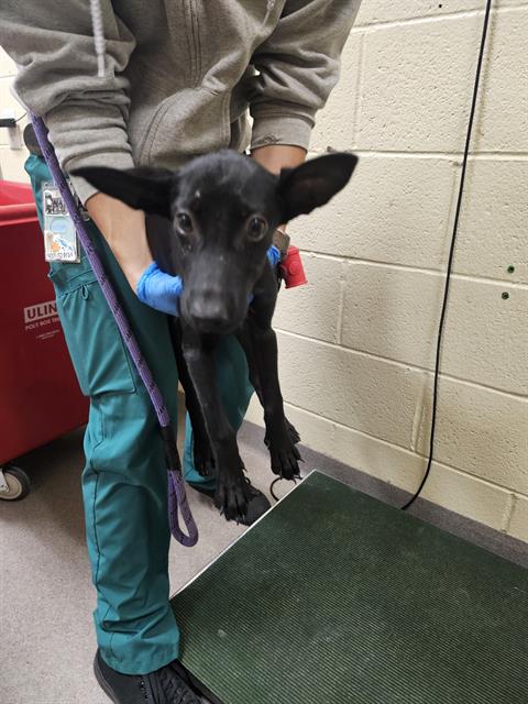 adoptable Dog in Denver, CO named STINK