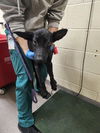 adoptable Dog in Denver, CO named STINK