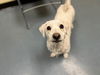 adoptable Dog in Denver, CO named ICE T