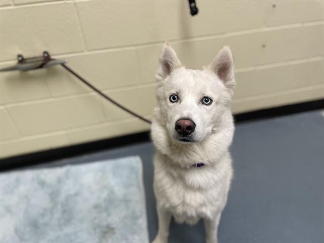 adoptable Dog in Denver, CO named BONBON