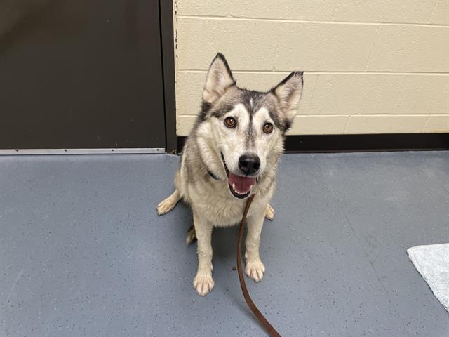 adoptable Dog in Denver, CO named ZURITA
